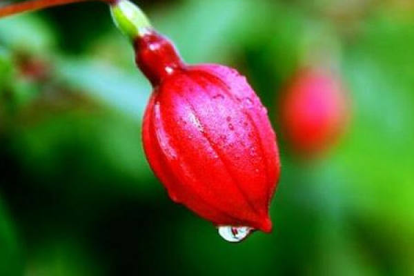 Fuchsia sinensis