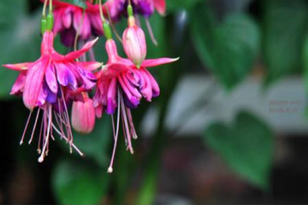 Fuchsia sinensis