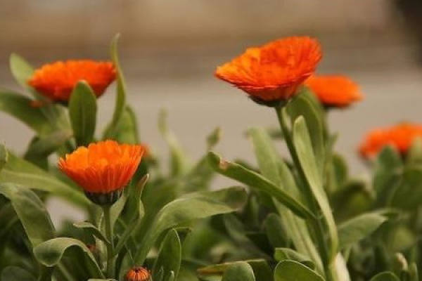 Calendula
