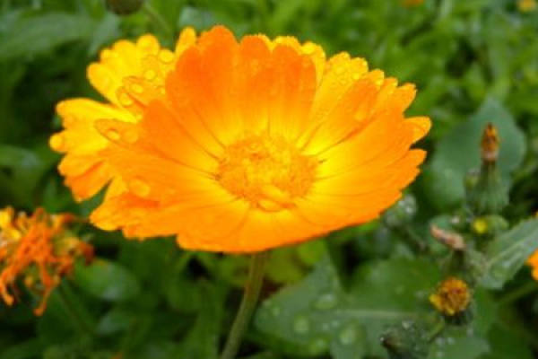 Calendula