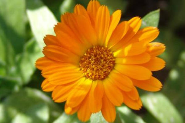 Calendula