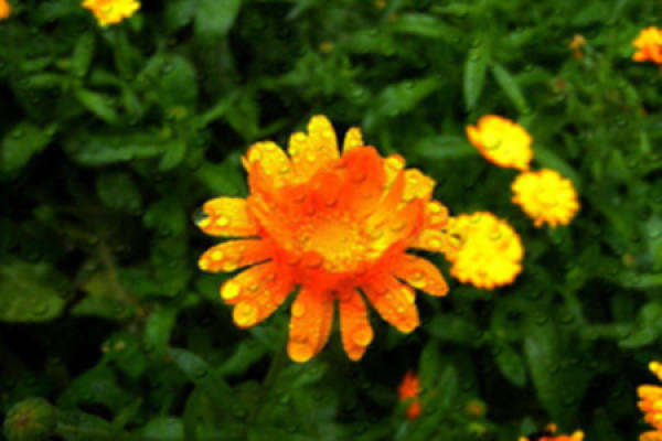 Calendula