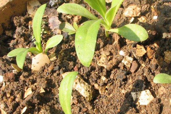 Calendula