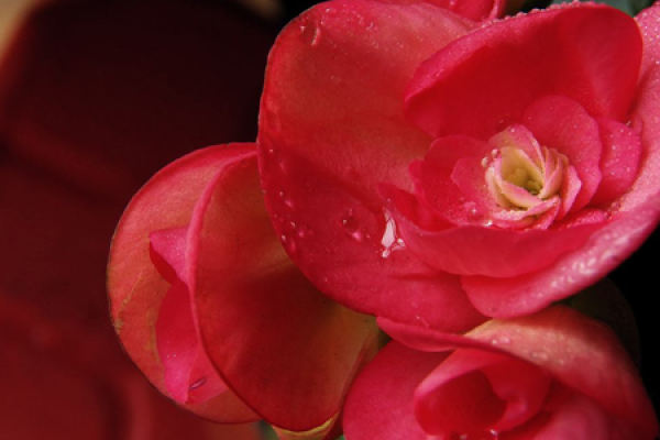 Begonia semperflorens