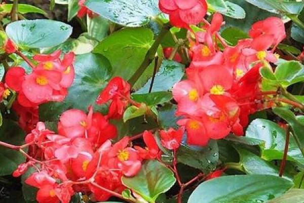 Begonia semperflorens