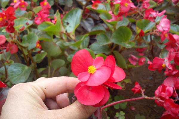Begonia semperflorens