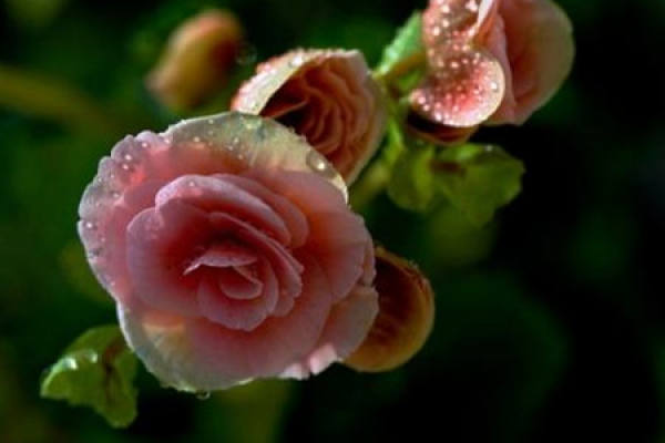 Begonia semperflorens