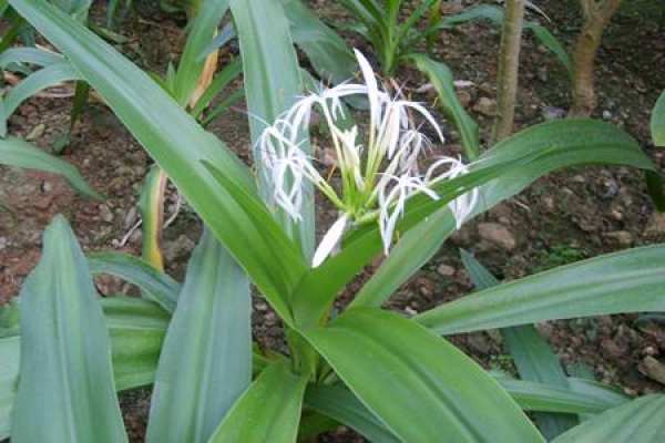 Crinum asiaticum