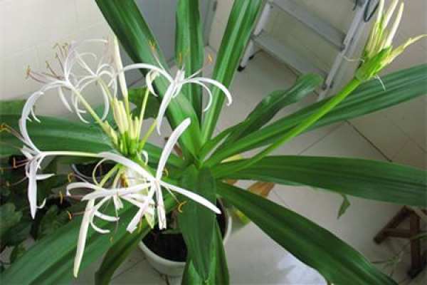 Crinum asiaticum