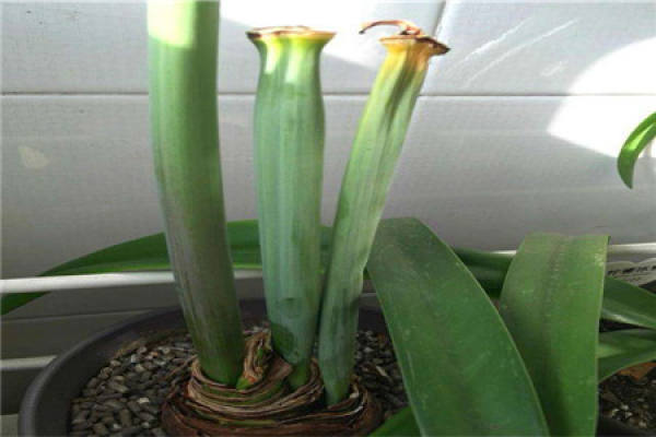 Amaryllis vittata