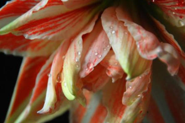 Amaryllis vittata