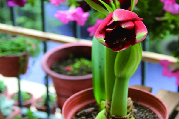 Amaryllis vittata