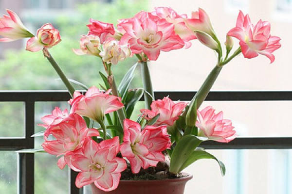 Amaryllis vittata