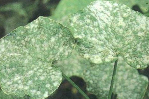 Petunia hybrida