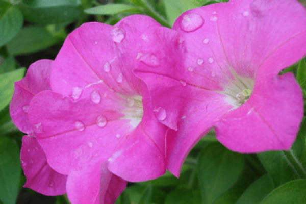 Petunia hybrida