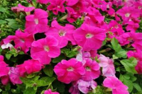 Petunia hybrida