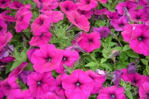 Petunia hybrida