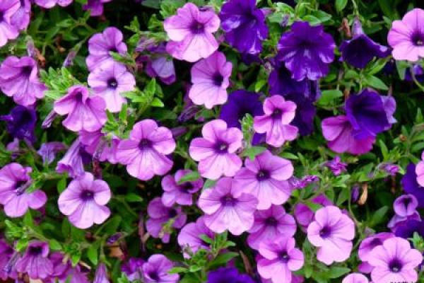 Petunia hybrida