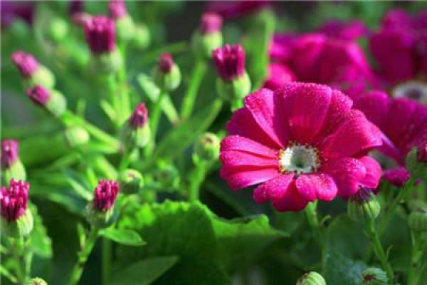 Cineraria