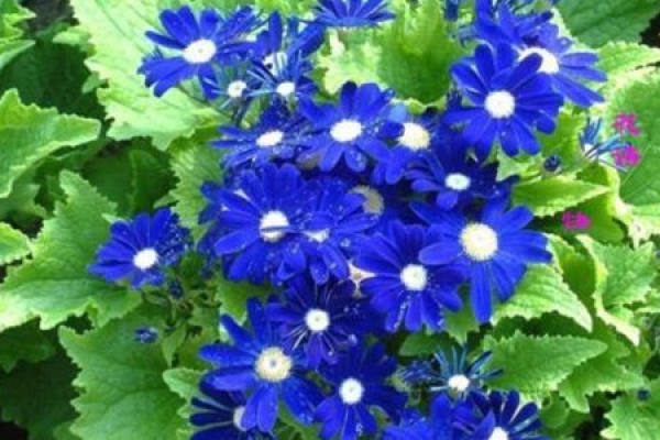 Cineraria