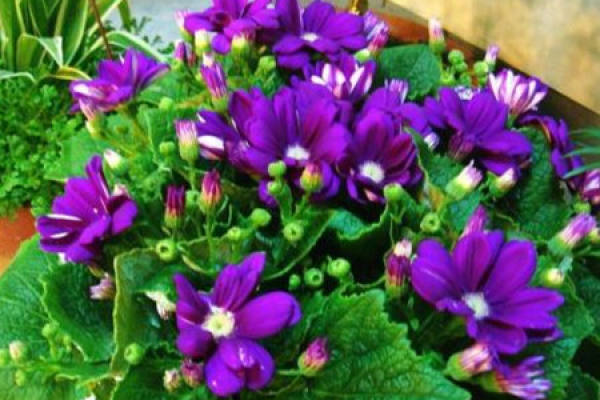 Cineraria
