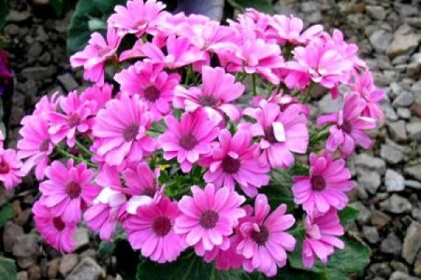 Cineraria