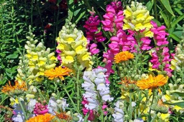 Antirrhinum majus