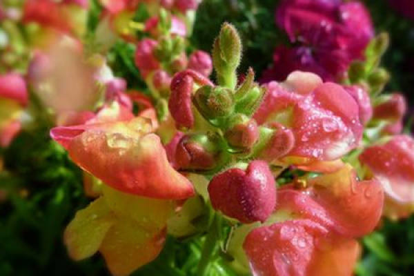 Antirrhinum majus