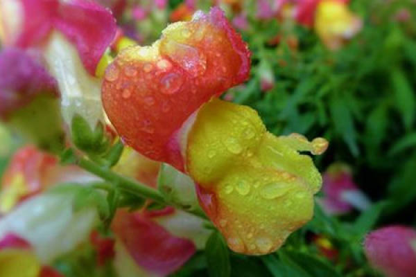 Antirrhinum majus