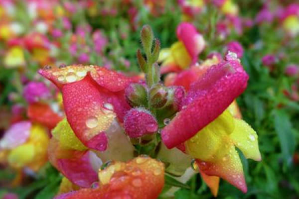 Antirrhinum majus