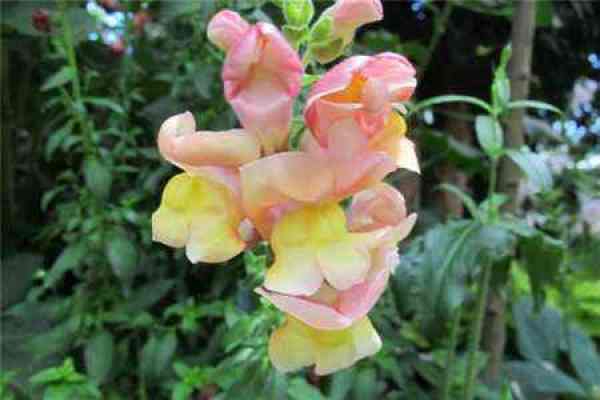 Antirrhinum majus