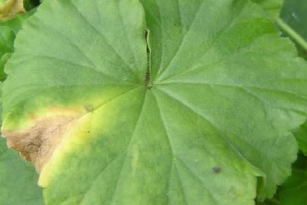 Geranium