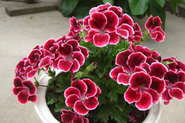 Geranium
