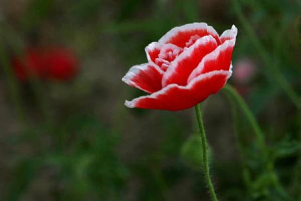 Papaver rhoeas