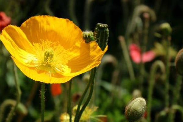 Papaver rhoeas