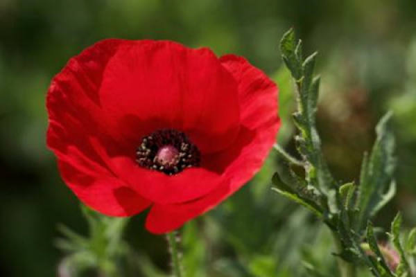 Papaver rhoeas