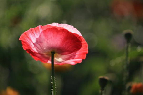 Papaver rhoeas