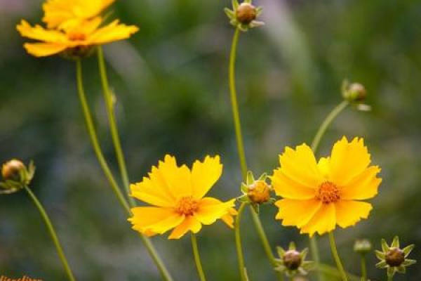 Coreopsis basalis