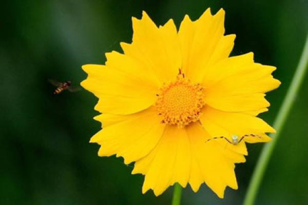 Coreopsis basalis