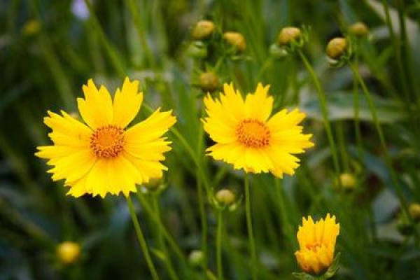 Coreopsis basalis