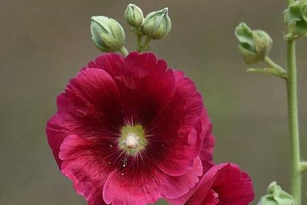 Hollyhock