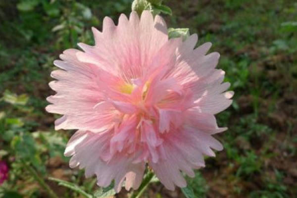 Hollyhock