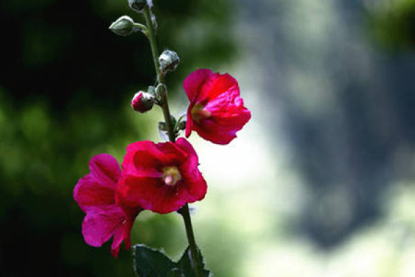 Hollyhock