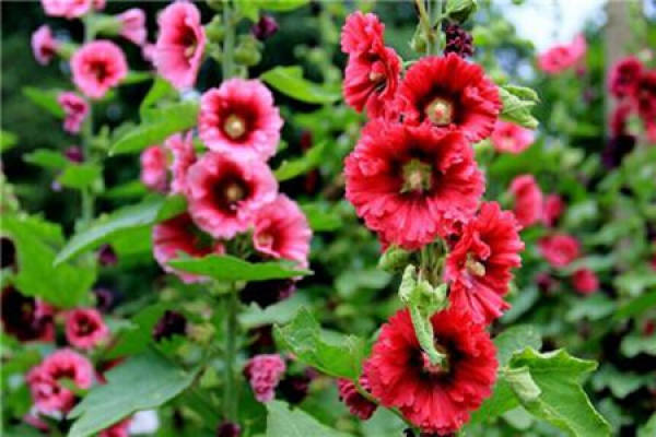 Hollyhock