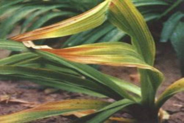 Hemerocallis