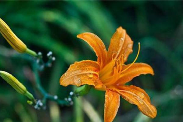 Hemerocallis