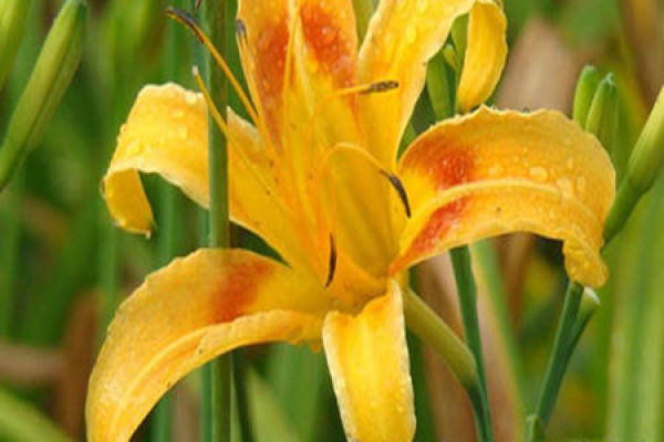 Hemerocallis