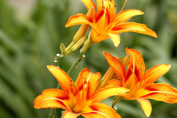 Hemerocallis