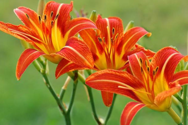 Hemerocallis