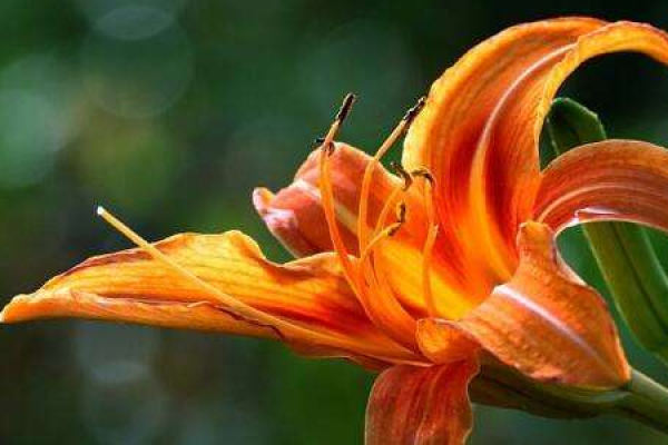 Hemerocallis